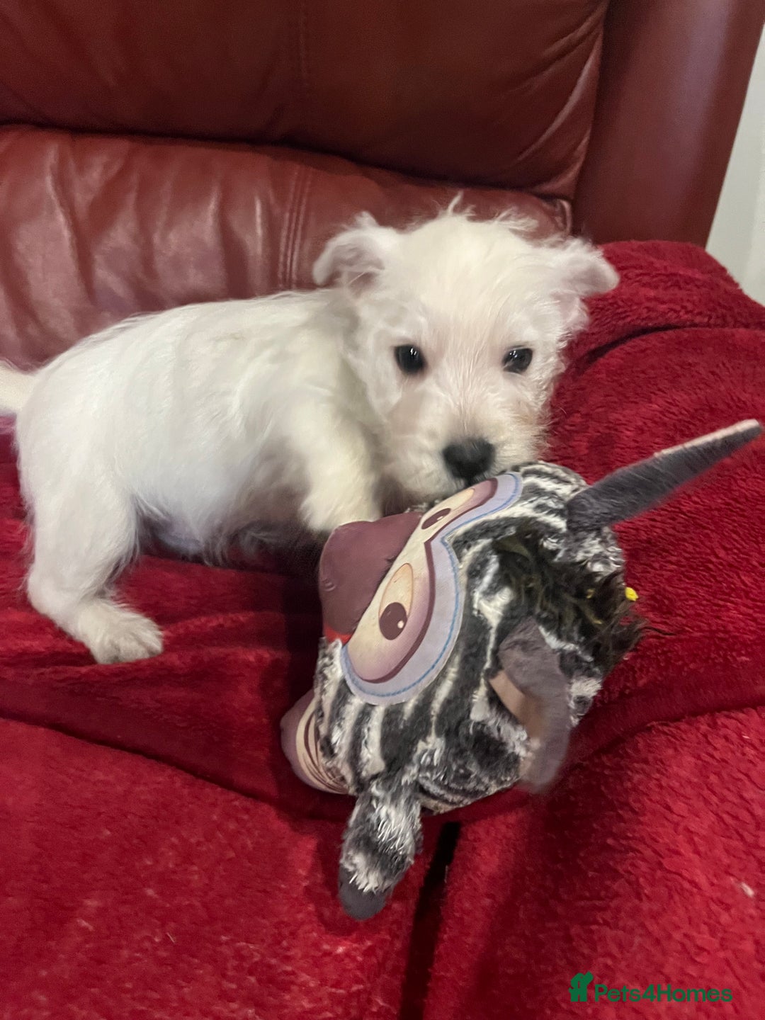 West Highland Terrier dogs for sale: 1 Boy Left   - Advert 8