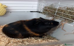 Guinea Pig rodents for sale: 2 Male Guinea Pigs - Advert 8