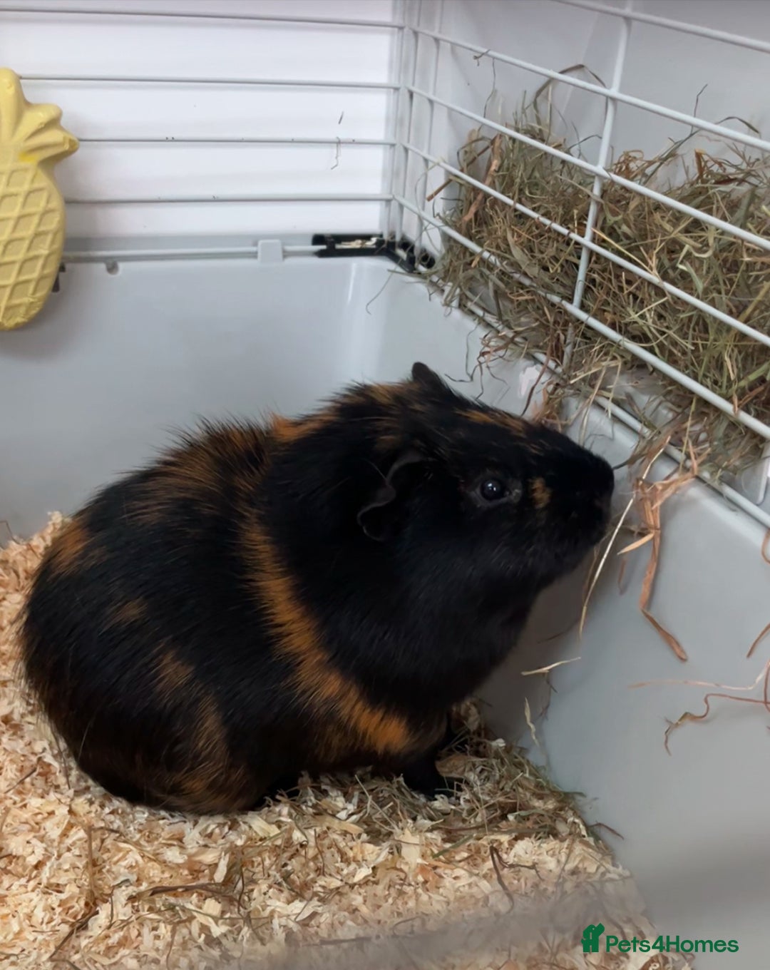 Guinea Pig rodents for sale: 2 Male Guinea Pigs - Advert 8