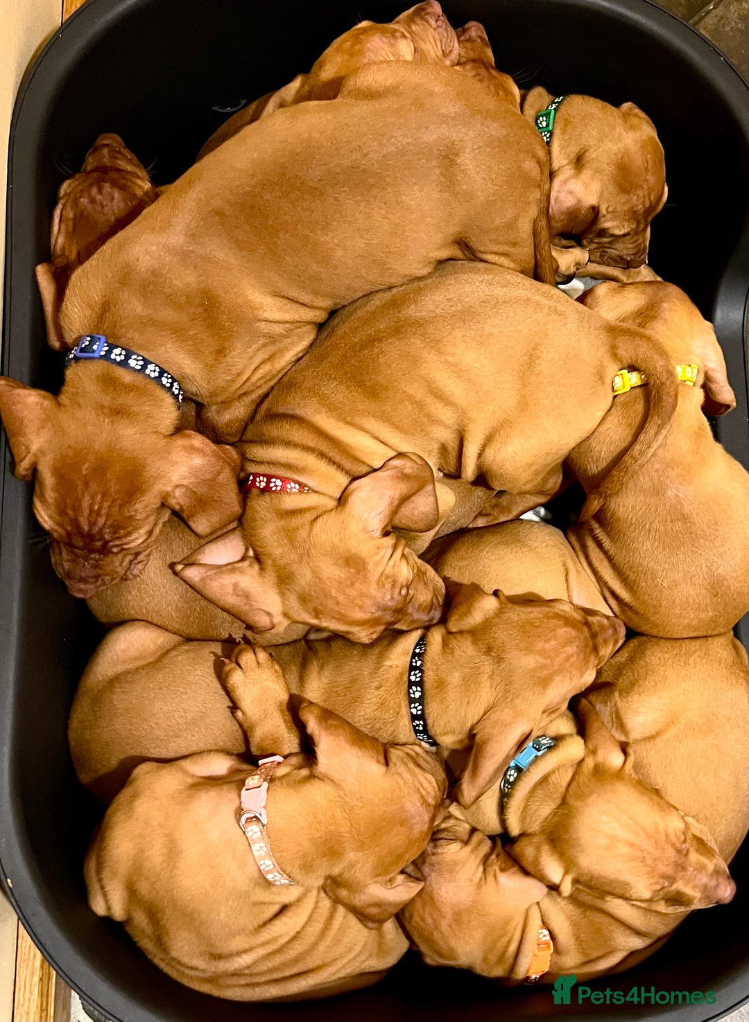 Hungarian Vizsla dogs for sale: Hungarian Vizsla Puppies  - Advert 21
