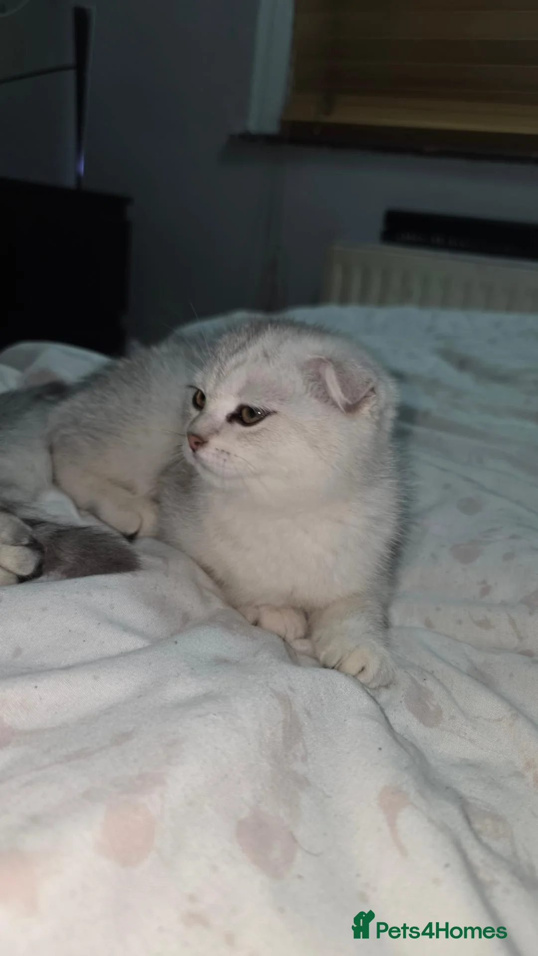 Scottish Fold cats for sale: Beautiful Scottish Fold in Woking - Advert 5
