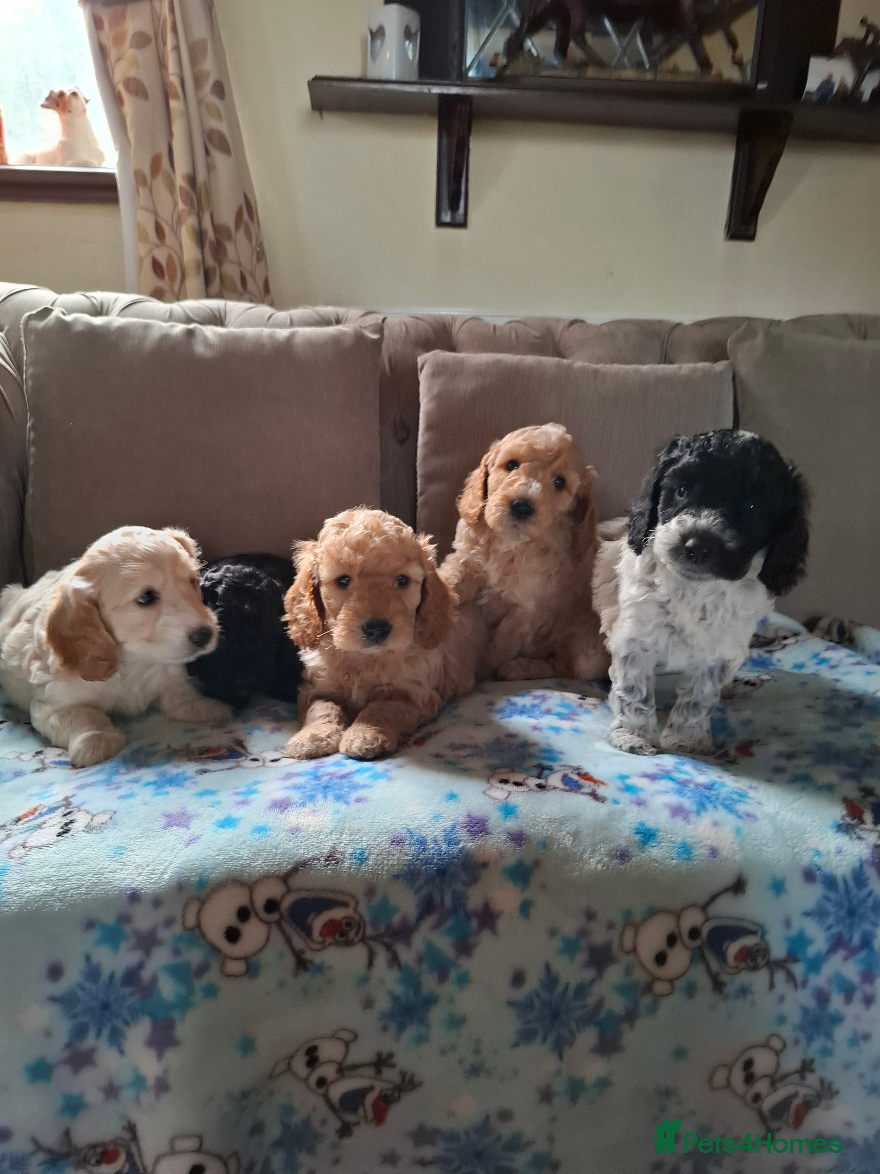Cockapoo dogs Beautiful Cockapoo Puppies For Sale  - Advert 5