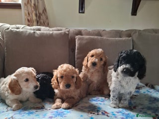 Cockapoo dogs Beautiful Cockapoo Puppies For Sale - Advert 6