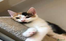Mixed Breed cats for sale: Beautiful mixed litter  - Image 2