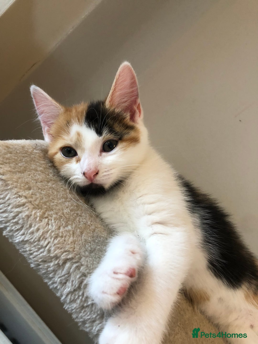Mixed Breed cats for sale: Beautiful mixed litter  - Image 2