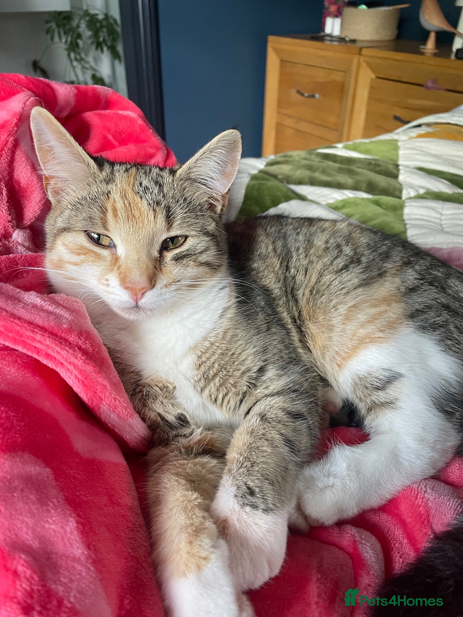 Mixed Breed cats Beautiful tabby mixed coloured cat - Advert 5