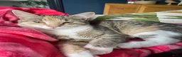 Mixed Breed cats for sale: Beautiful tabby mixed coloured cat - Advert 1