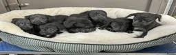 Bedlington Terrier dogs for sale: Top Quality F1 Bedlington x Whippet Puppies - Advert 4
