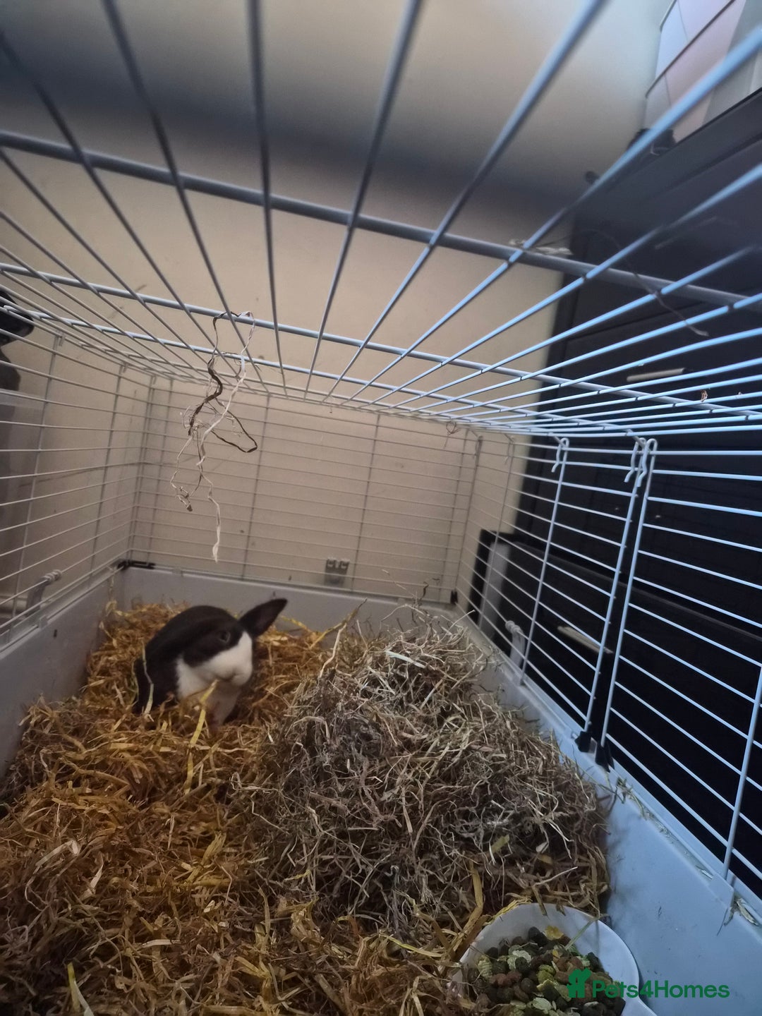 Dutch rabbits for sale: Dutch Rabbit and cage - Advert 3