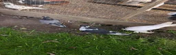 Pigeons birds for sale: Pigeons Mixed Variety  - Advert 19