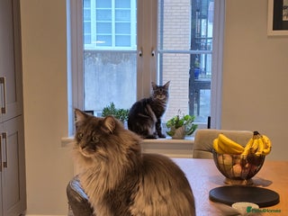 Maine Coon cats for sale: Male 1 Siberian/Maine Coon & 1 Maine Coon - Advert 1