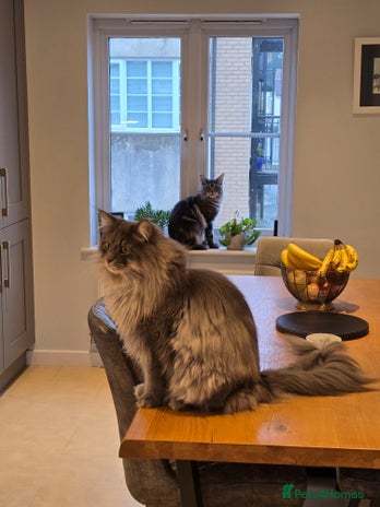 Maine Coon cats Male 1 Siberian/Maine Coon & 1 Maine Coon - Advert 1