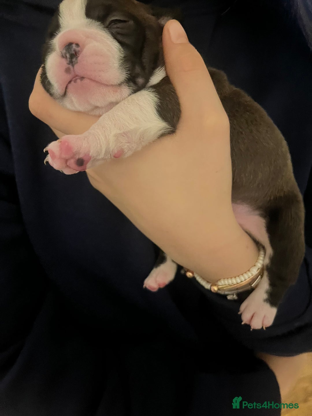 Boston Terrier dogs for sale: Boston Terrier Puppies. Ready in 2 weeks.  - Advert 12