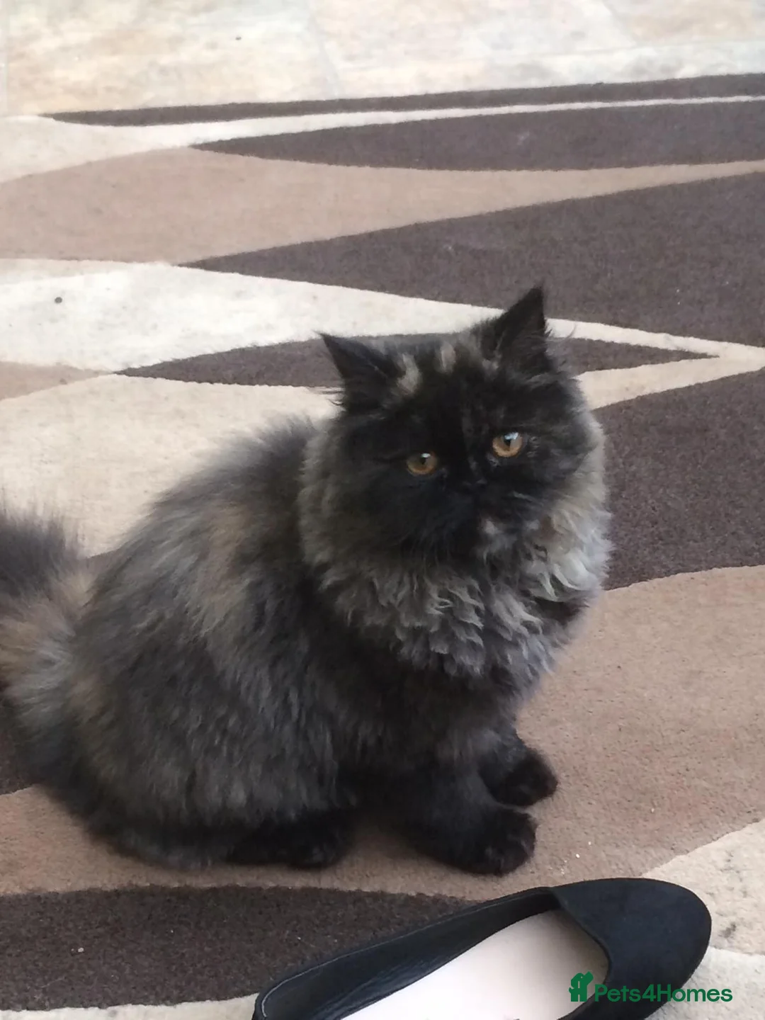 Persian cats for sale: Beautiful Persian babies - Advert 7