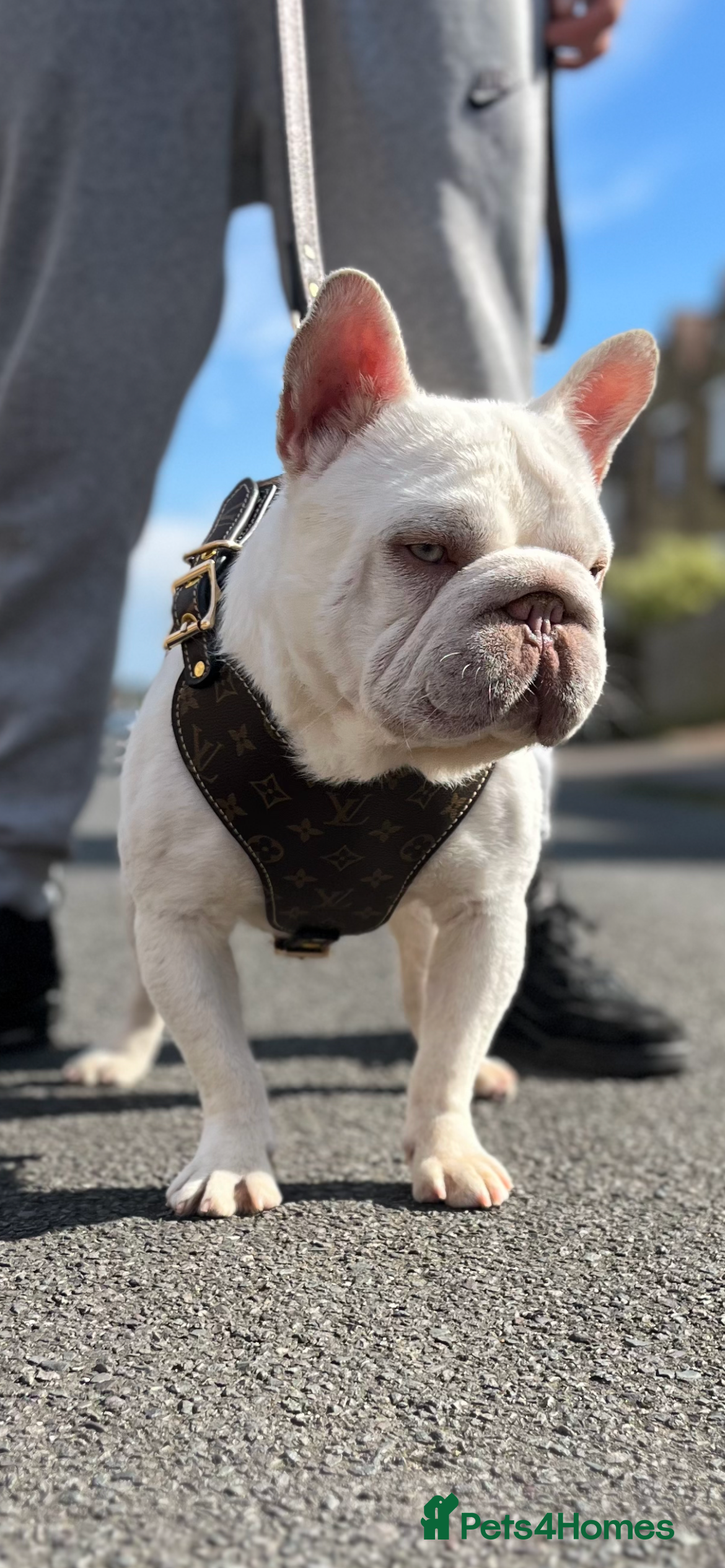 French Bulldog dogs NEW SHADE CARRYING PINK AND FLUFFY For Stud  in Margate - Advert 2