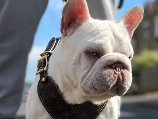 French Bulldog dogs NEW SHADE CARRYING PINK AND FLUFFY For Stud in Margate - Advert 7