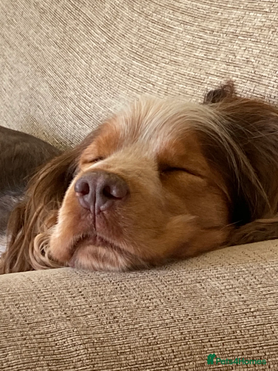 Cocker Spaniel dogs for stud: KC ‘Best Practice’ Health 🐾Show 🐾180+ pups born in Preston - Advert 7