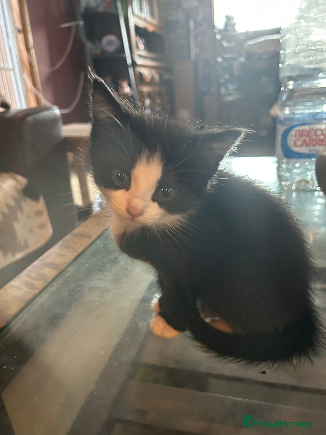 Mixed Breed cats for sale: Beautiful ragdoll x bsh - Image 2