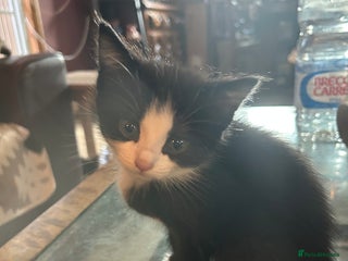 Mixed Breed cats - Advert 27