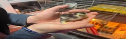 Chickens poultry for sale: Mix of pekin bantam and frizzled pekins chicks  - Advert 4