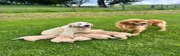 Golden Retriever dogs for sale: Beautiful KC Golden Retriever Puppies - Advert 9