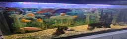 Cichlids fish for sale: 300L Aquarium + Cabinet, 2 Filters, Lights & Fish in Hyde - Advert 1