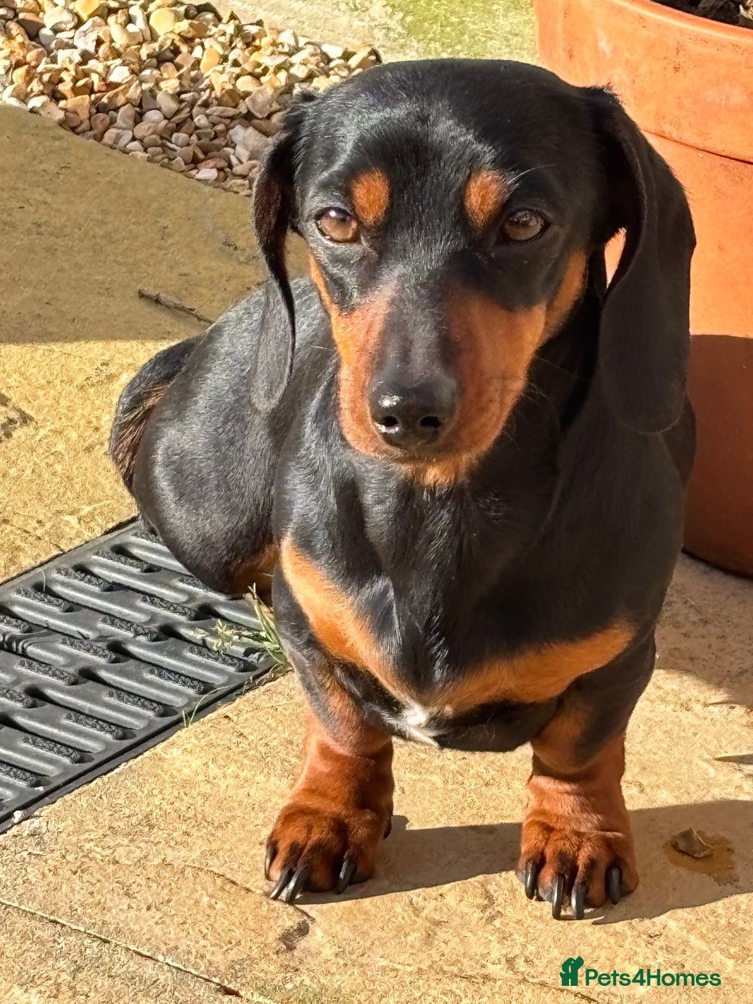 Miniature Dachshund dogs for sale: Miniature dachshund puppies forsale - Advert 3