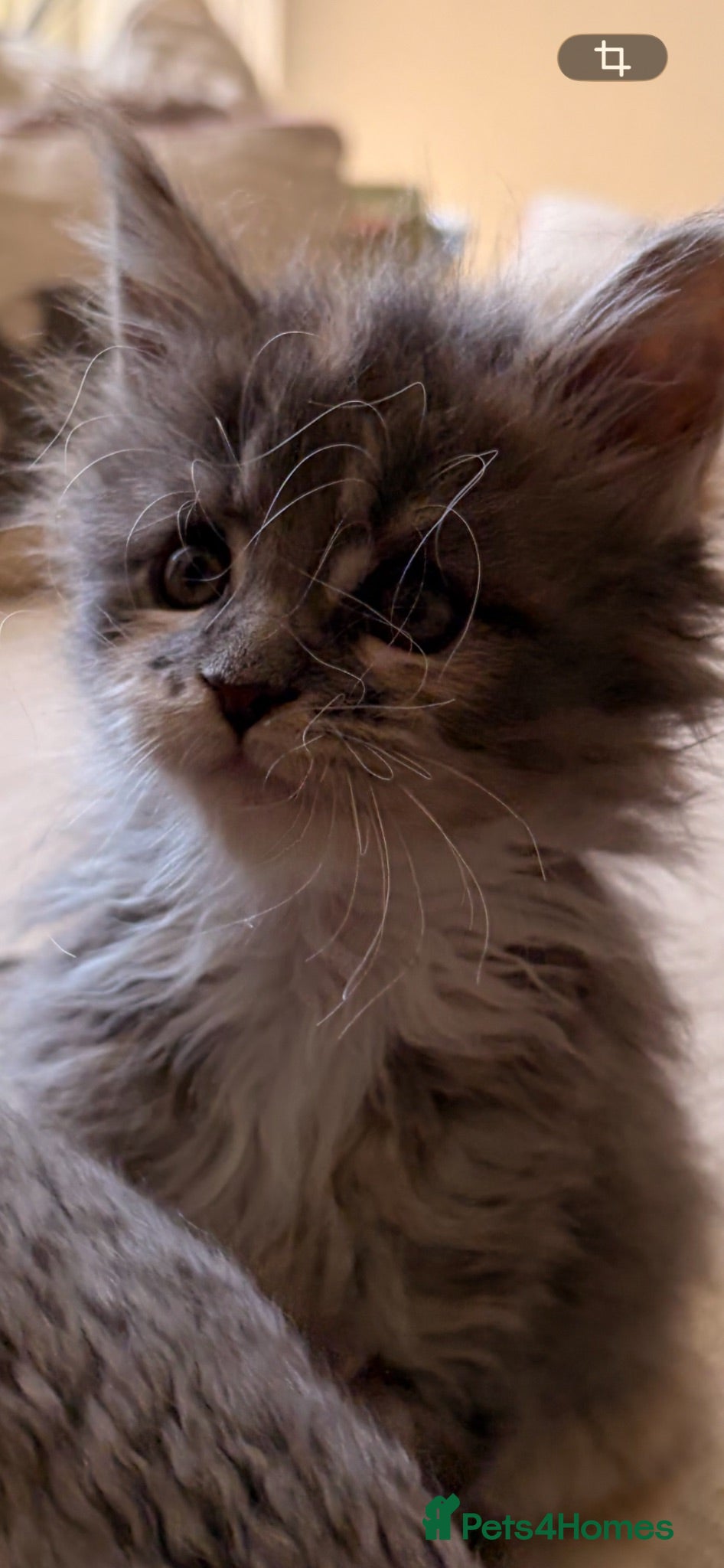 Maine Coon cats Pure breed Maine coon kitten  - Advert 4