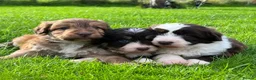 Bordoodle dogs for sale: LAST 1! OUTSTANDING SABLE BORDOODLE🧸 - Advert 20