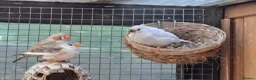 Finches birds for sale: Zebra finches - Swindon  - Advert 5