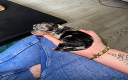 Cavapoo dogs for sale: Cavapoo puppies  - Image 3