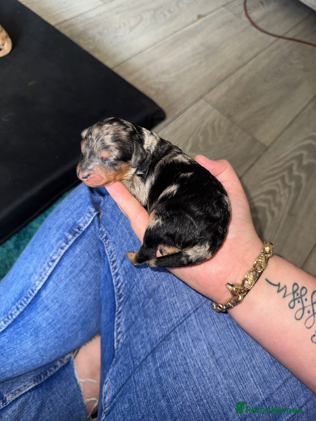 Cavapoo dogs for sale: Cavapoo puppies  - Image 3
