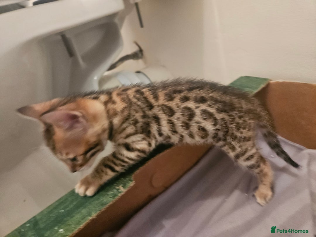 Bengal cats for sale: Pure Bengal kittens for sale - Image 21