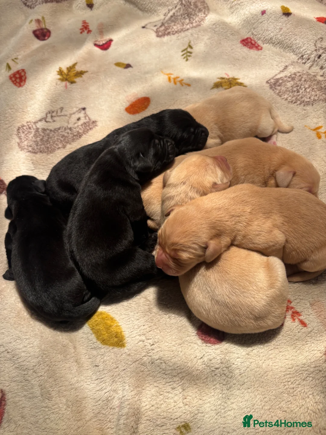 Labrador Retriever dogs for sale: Labrador puppies  in Minehead - Advert 7