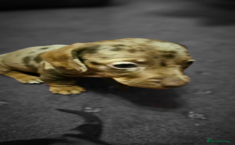 Miniature Dachshund dogs Miniature Daschund Puppies - Advert 1