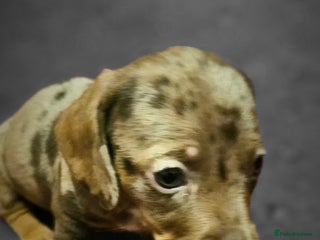 Miniature Dachshund dogs Miniature Daschund Puppies - Advert 1