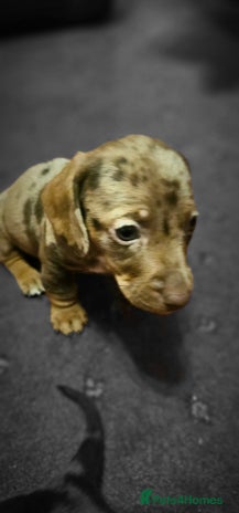 Miniature Dachshund dogs Miniature Daschund Puppies - Advert 1