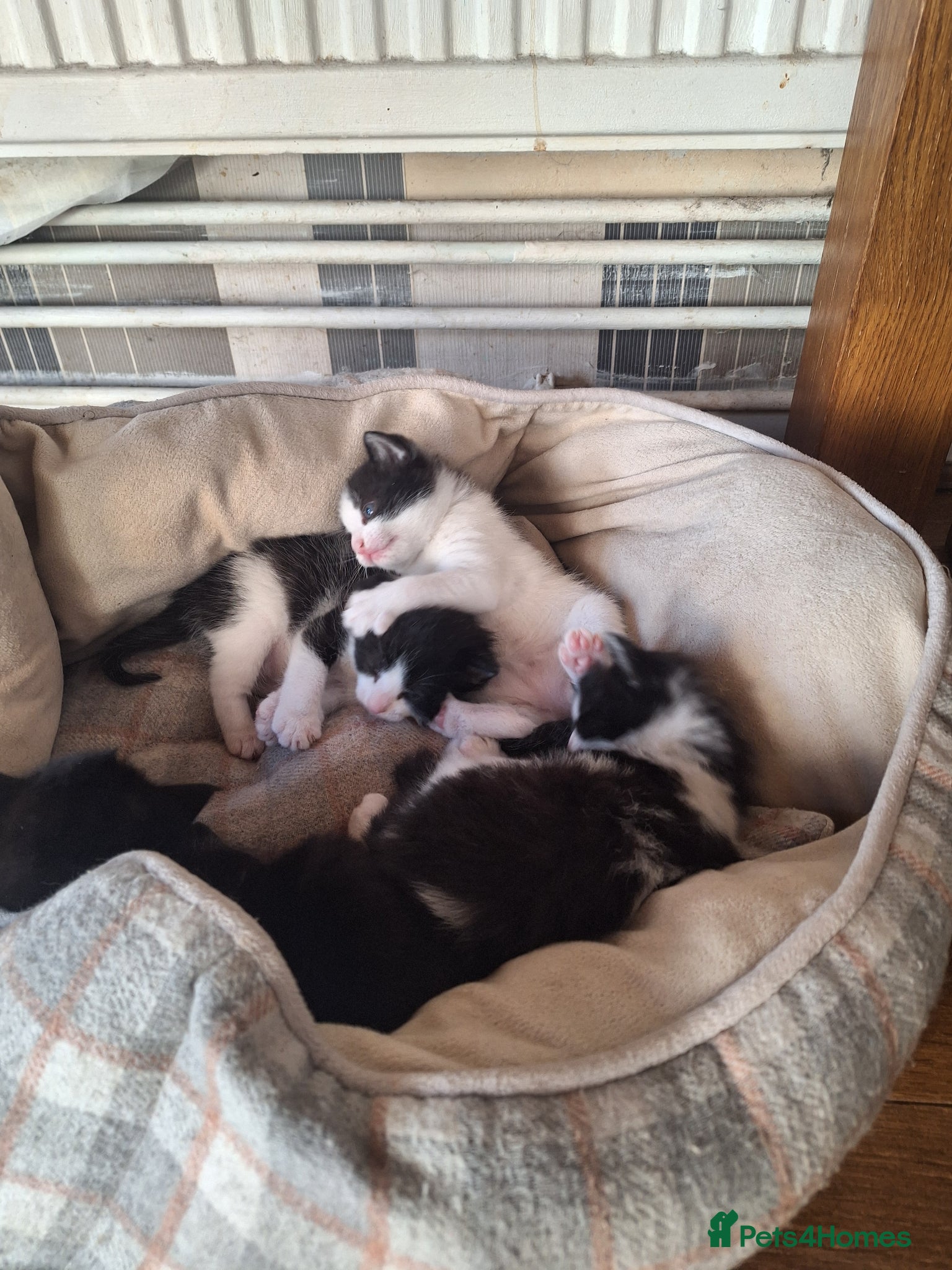 Mixed Breed cats 🐾 Kittens for Sale - Advert 4
