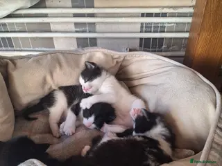 Mixed Breed cats 🐾 Kittens for Sale - Advert 3