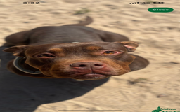 American Bully dogs for sale: pocket bully 2.5 years - Image 3