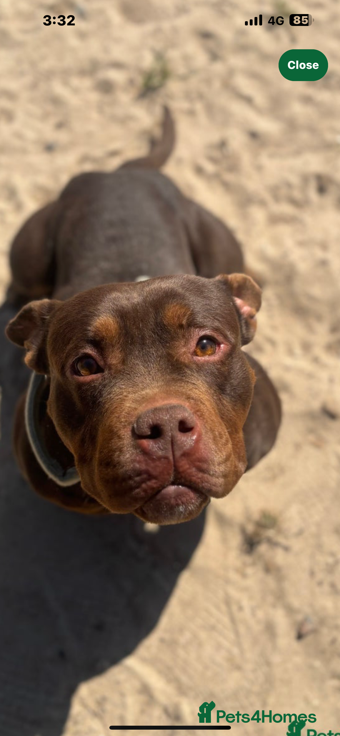 American Bully dogs for sale: pocket bully 2.5 years - Image 3