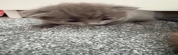 Ragdoll cats for sale: Ragdoll x British Shorthair blue kittens  - Advert 29