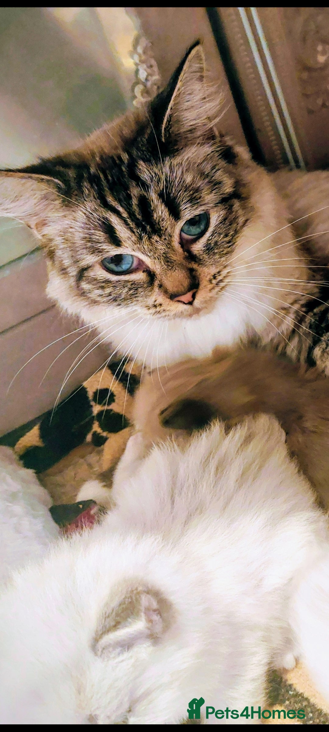 Ragdoll cats for sale: ADORABLE RAGDOL LOVELYS - Advert 1