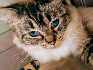 Ragdoll cats ADORABLE RAGDOL LOVELYS - Advert 3