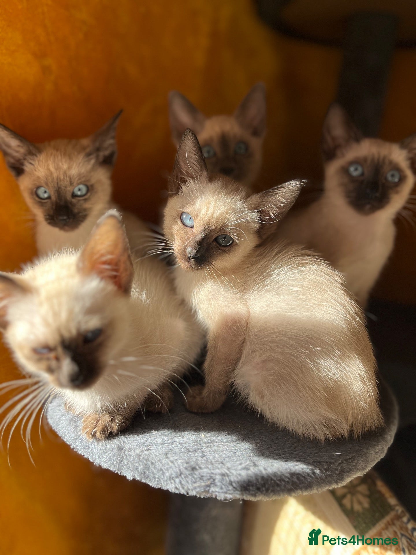 Siamese cats Siamese girls ready  - Advert 6