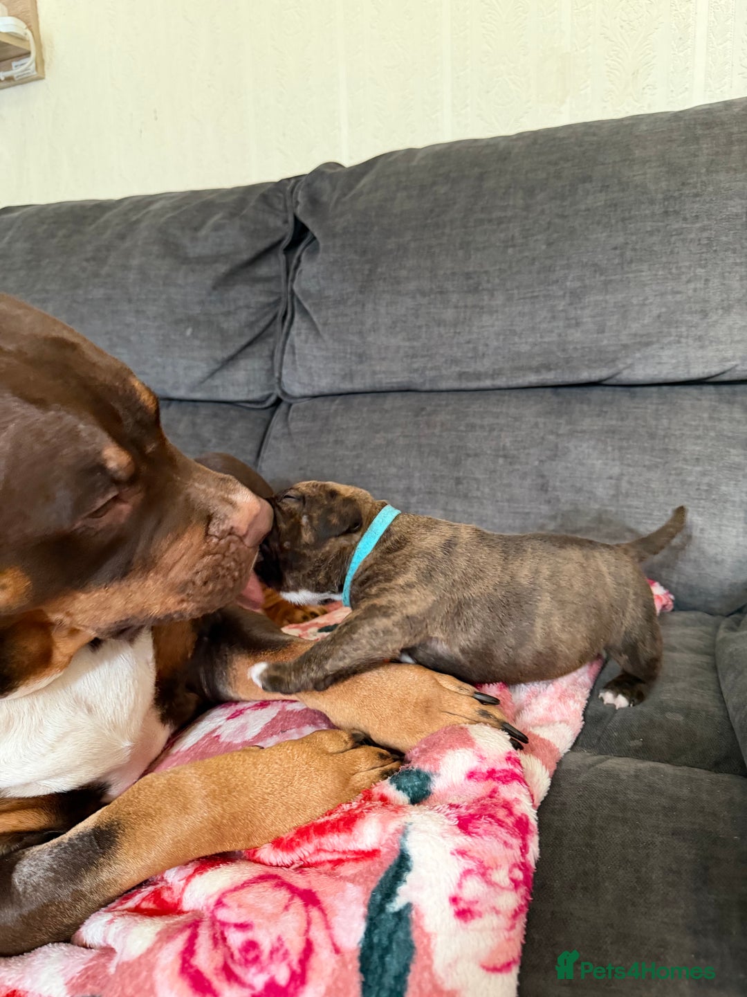 Mixed Breed dogs for sale: Beautiful Home- Reared Puppies!  - Advert 18