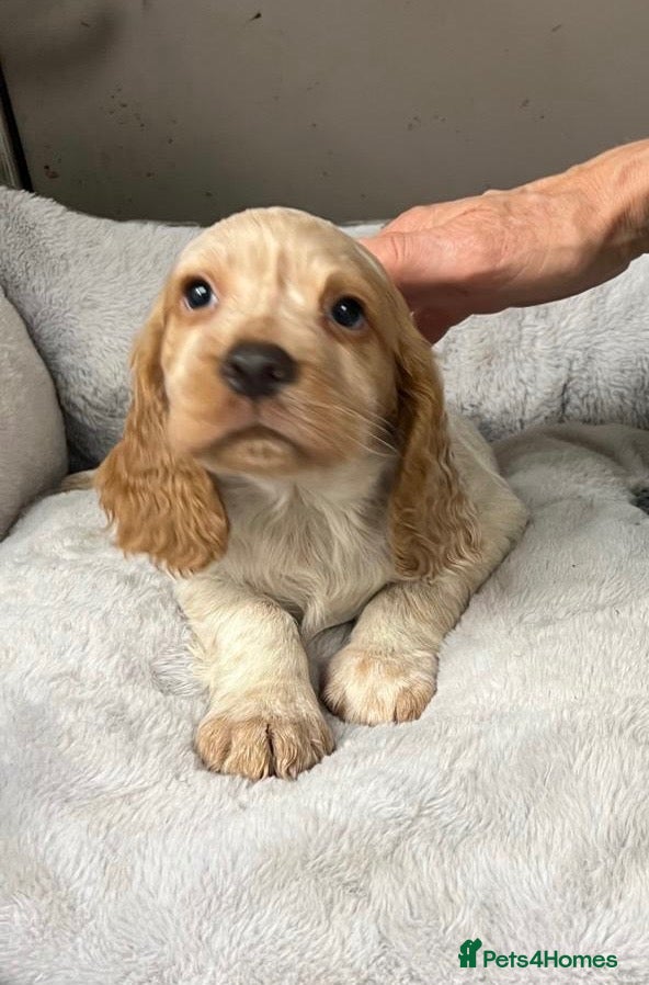 Cocker Spaniel dogs for sale: Top Quality KC Reg Roan working cocker puppies - Advert 3