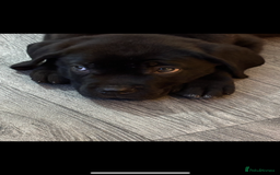 Cane Corso dogs for sale: Cane corso puppies - ready to leave  - Image 5