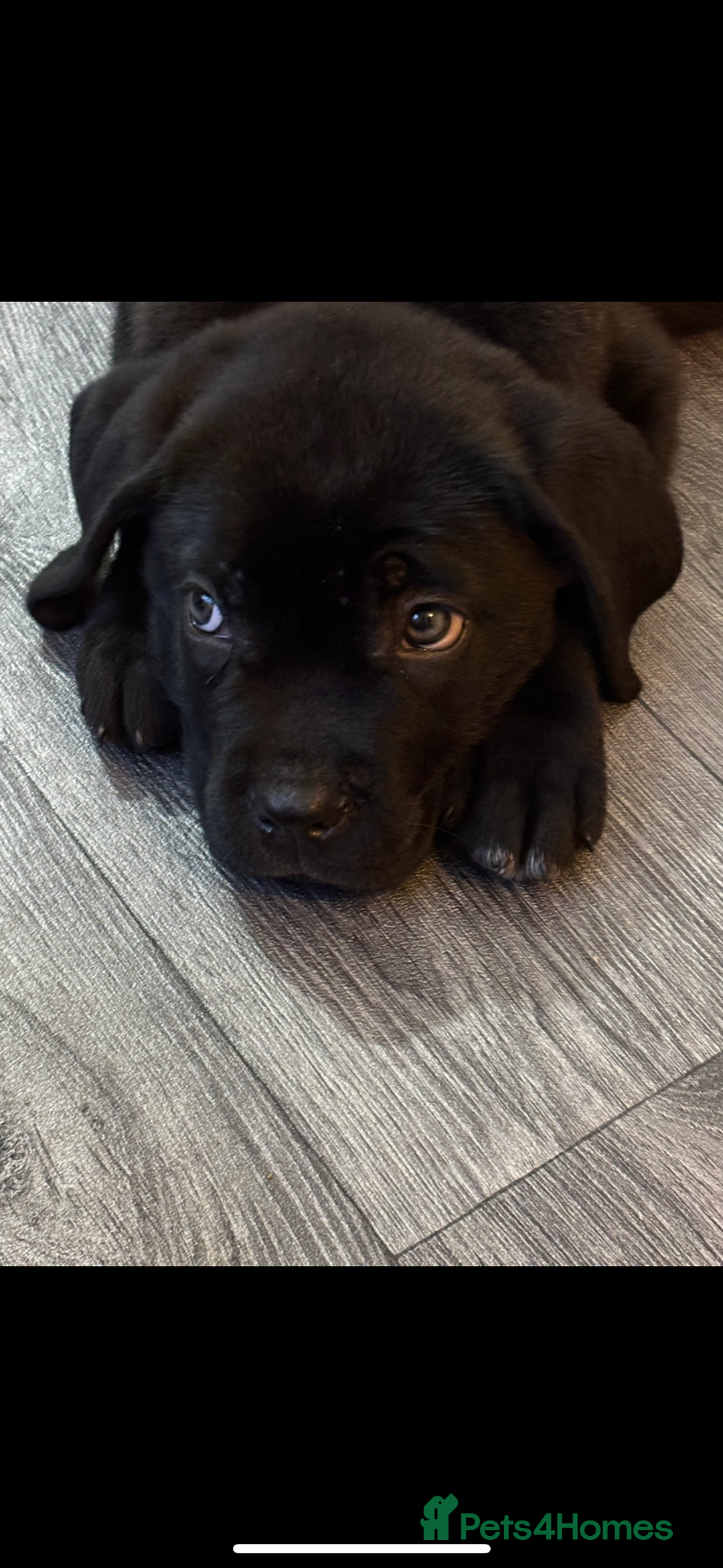 Cane Corso dogs for sale: Cane corso puppies - ready to leave  - Image 5