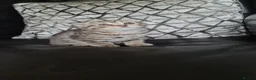 Scottish Fold cats for sale: Beautiful Scottish fold /straight kittens  - Advert 10
